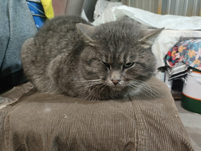 #мявстерская
Пуфыстое