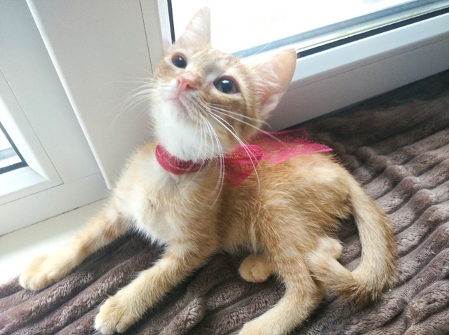 🍑 Котёнок Персик ищет любящих хозяев!
Персику сейча?...