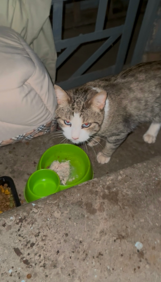 В подъезде на верхней прибился котик, может кто потеря?...