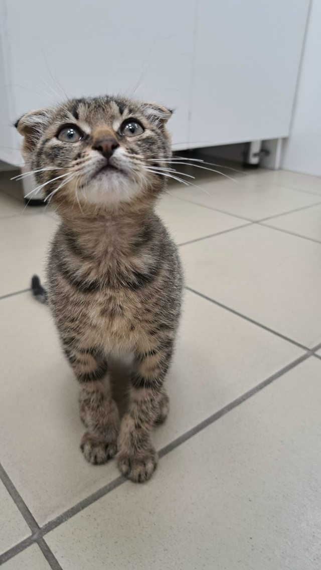 Всем доброго времени суток! Кто потерял котёнка? Нахо?...