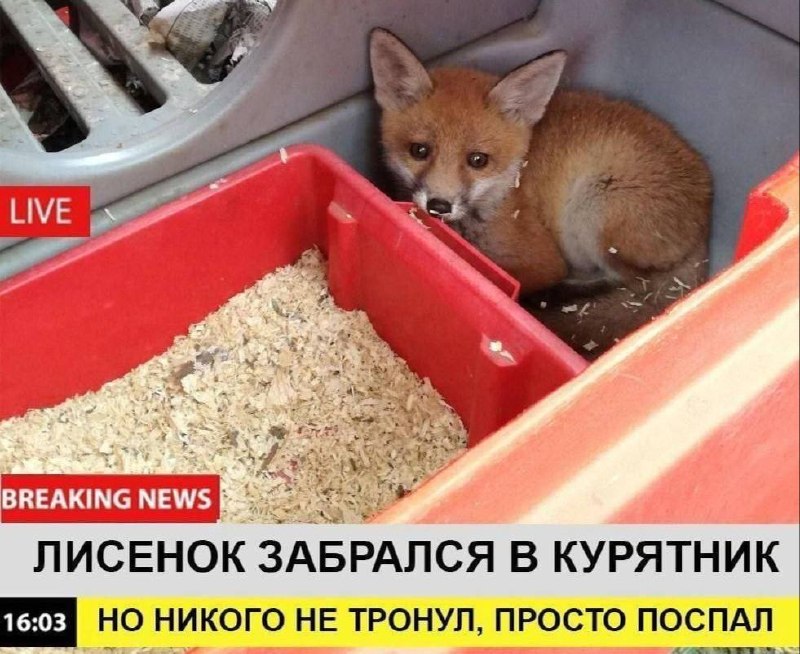 mood