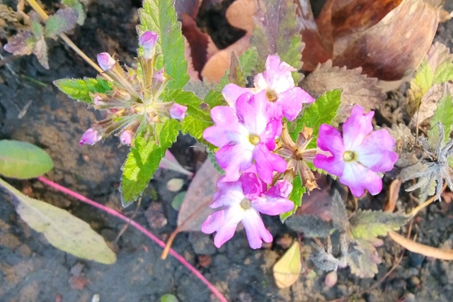 ПРИРОДА ДУХОВОЙ