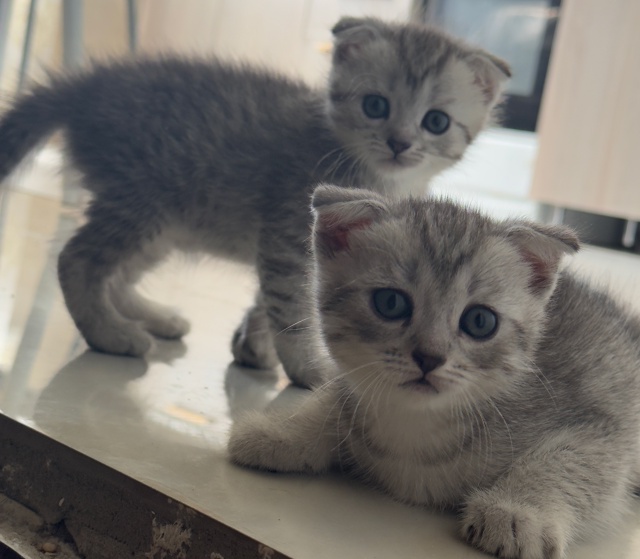 Продаются шотландские котята . Возраст полтора месяца,...