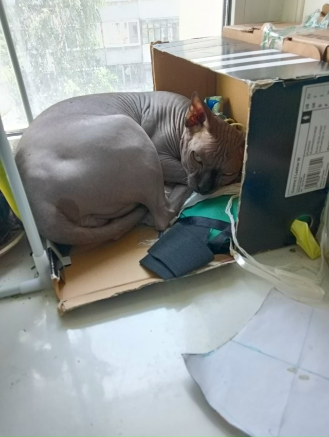 Всратые дети: Хром и Лапочка. Если Хром свой интеллект ?...