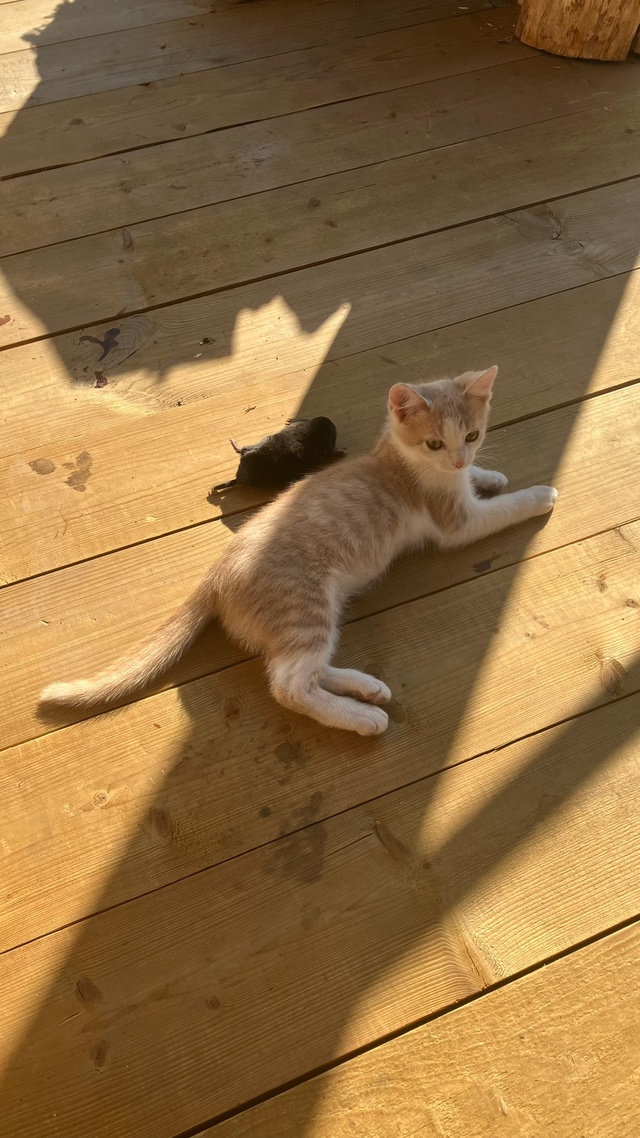 3 фотогеничных котенка-мальчика ищут дом 🏠 сейчас вре?...