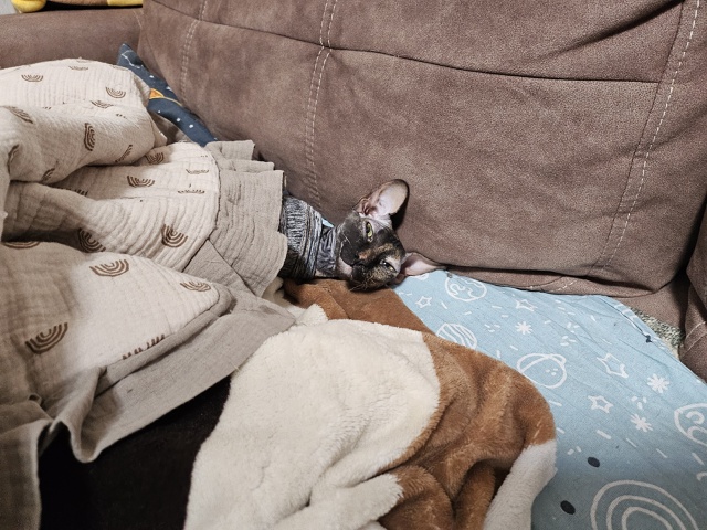 неугомонная бибизяна Никта