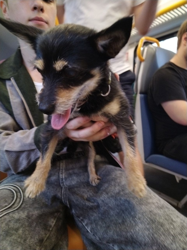 Электричка 6743
Крутое - лесной городок
В 2 часа дня на ос...