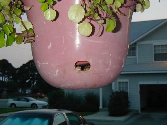 «Не думал, что меня будут осуждать лягушки не выходя из...