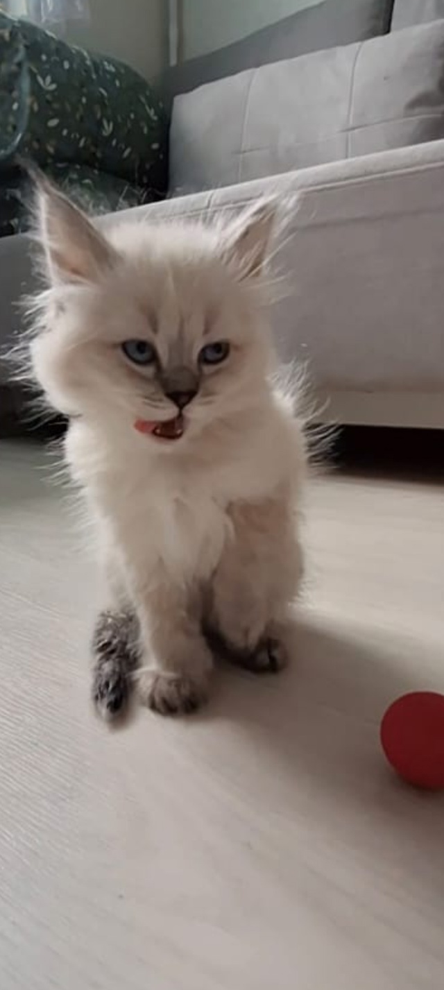Убежали кошки. Пожалуйста помогите найти.