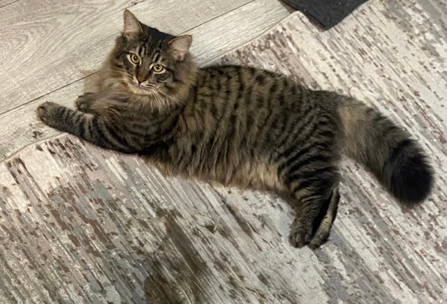 Потерялся кот,по кличке «МЭНИ».
В районе д. Красненька?...