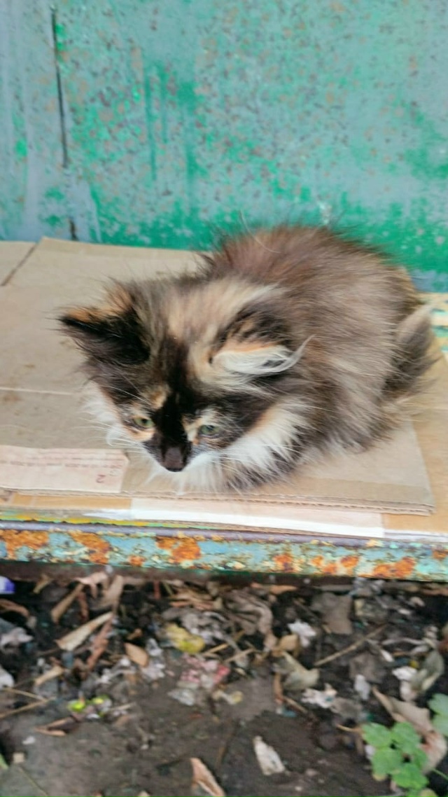 Жигулёвск. Мёрзнет на остановке котёнок, совсем маляво...