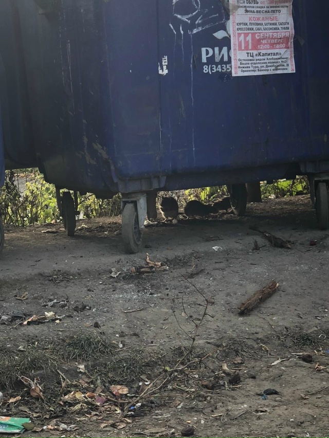 Уважаемая, администрация, УК. Скоро крысы завладеют на?...