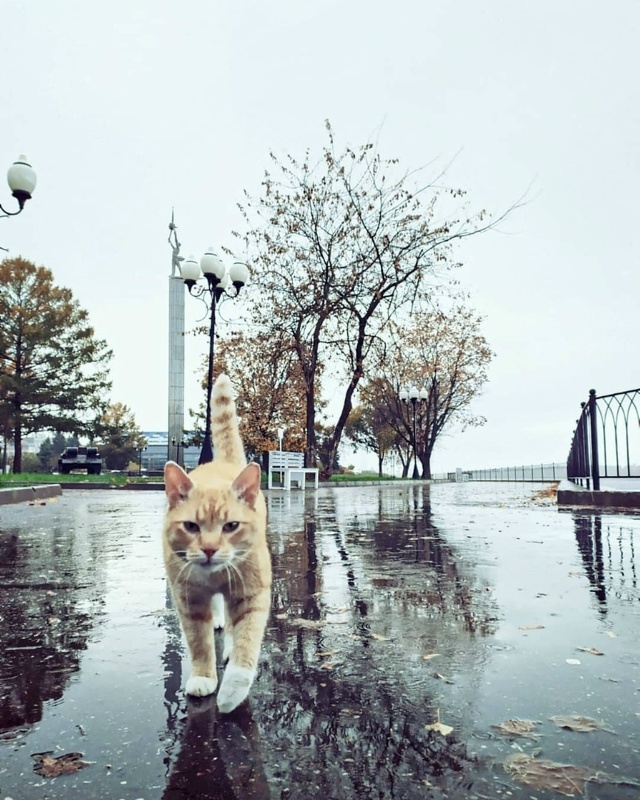 Местный бандюган 😻