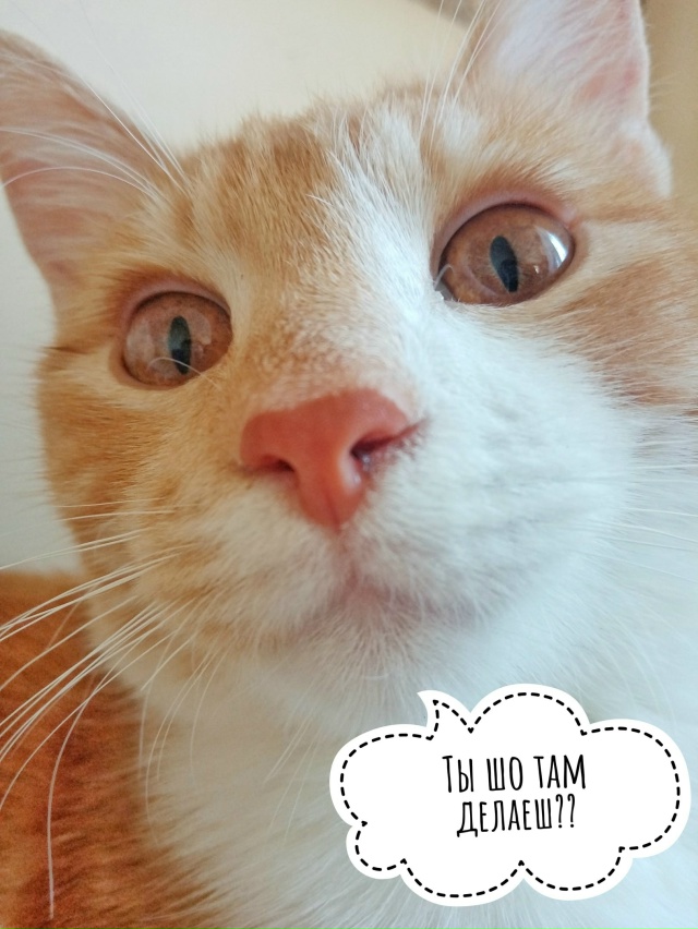 Я как-то кидала уже пост про своих котиков, один из них ?...