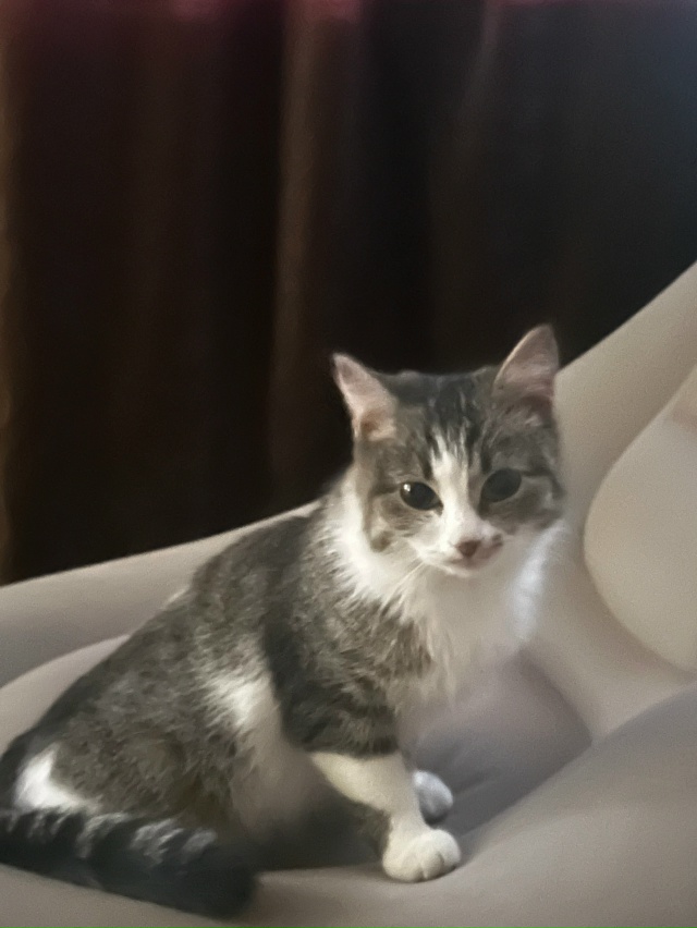 Добрый день! Кошечка МИРА ищет новый дом🏠
❤️Выйдя из...