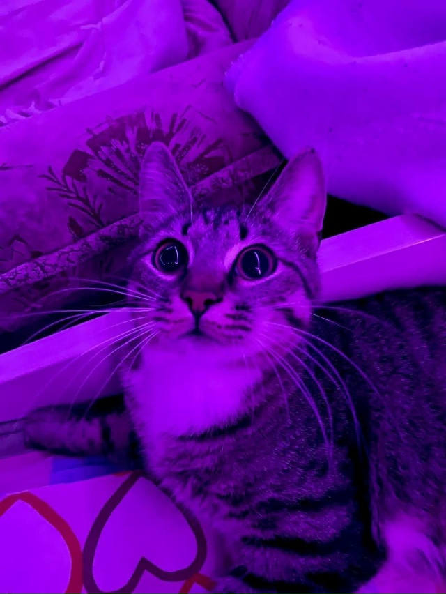 анон. доброго времени суток, 8го октября потерялся коти...