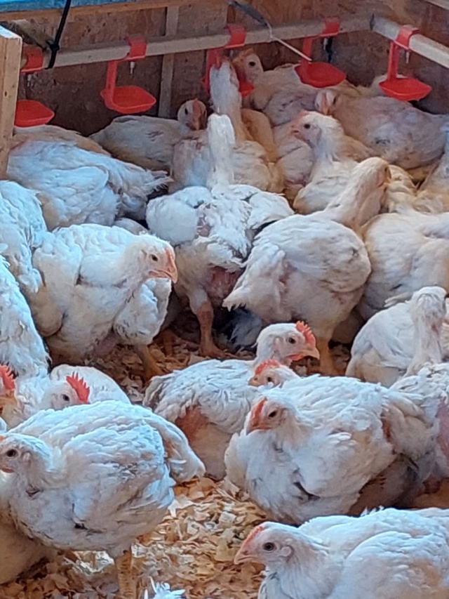 ❗❗❗ПРОДАЮТСЯ❗❗❗
Цыплята 🐥 Бройлерные 40-ка дневны?...