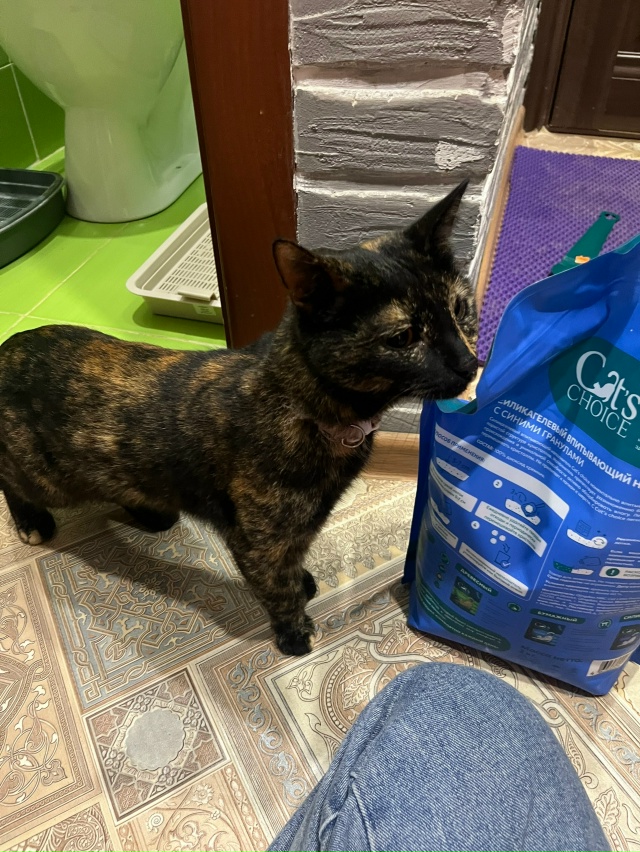 Опубликуйте пожалуйста,найдена,может ищут,на шее шлей?...