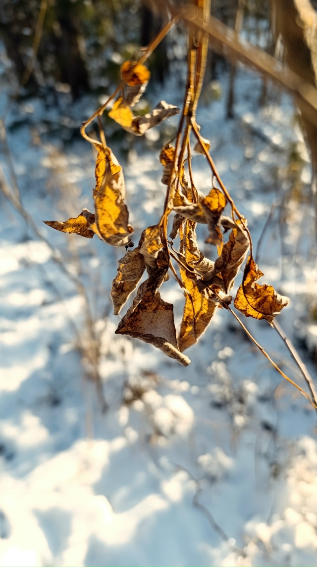 Зима пришла❄️