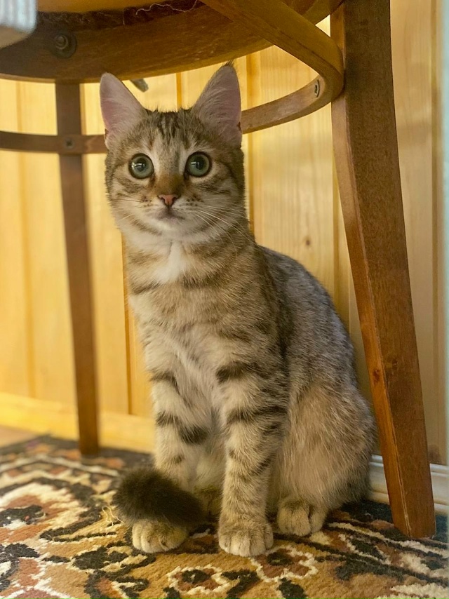 Ушастая девчонка с очень выразительными глазами ищет ?...