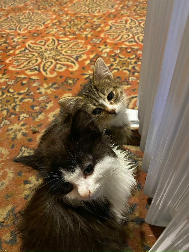 ( анонимно пожалуйста)
Добрый день! ☀
🐈🐈‍⬛ с насту?...