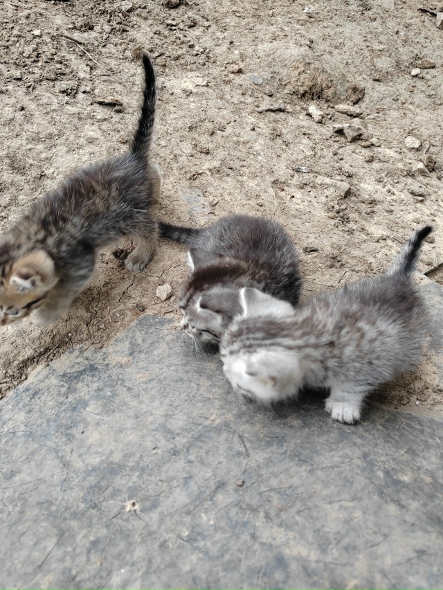 Отдам в добрые руки котят