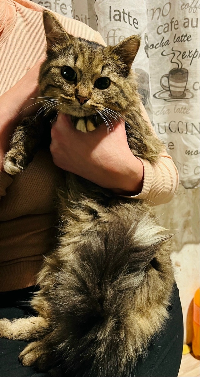 Чей котенок? Северная 22. Хозяева заберите!!!