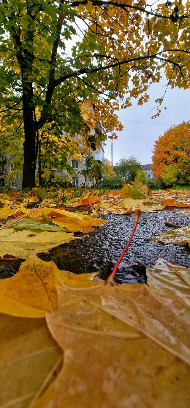 Улыбнись и подумай-какая красивая ОСЕНЬ
Сколько СВЕТА ...
