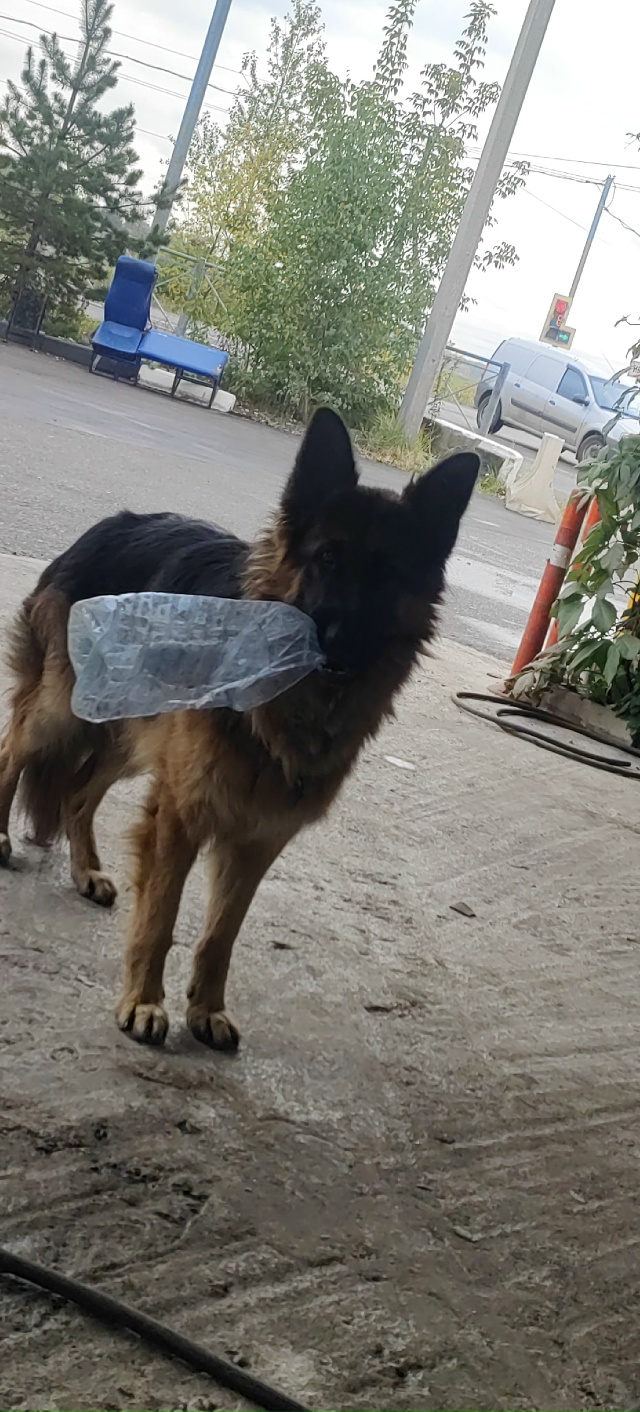 Потерялась собака, прошу того кто нашел или увидел поз?...