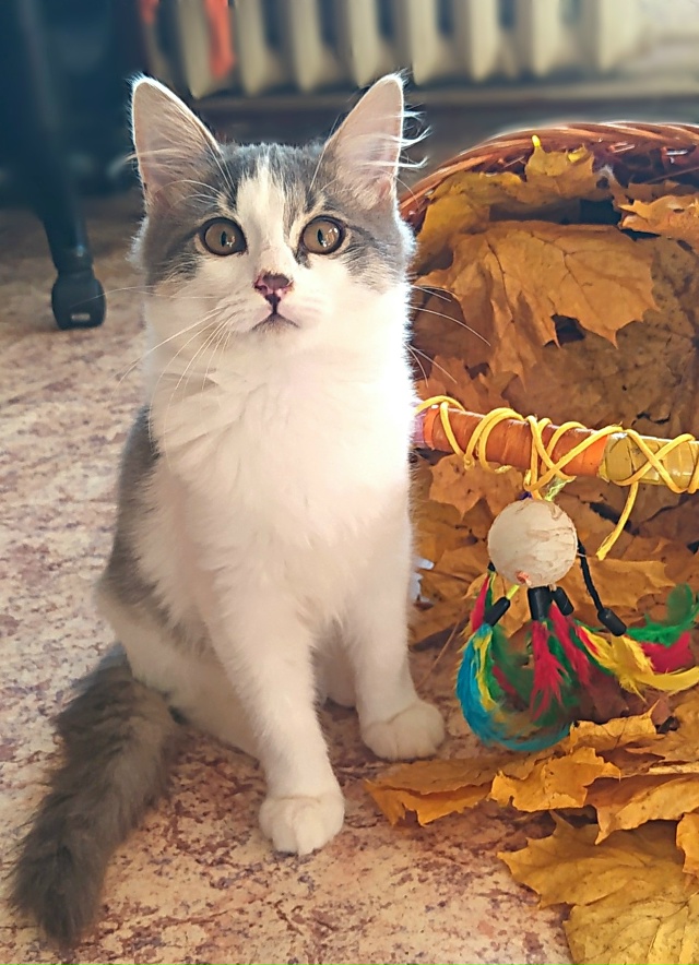 Здравствуйте! Эти два малыша были спасены из холодного...