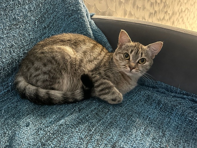 Срочно ‼️Серпухов, Пущино, Протвино, Чехов, МО!
Найден...