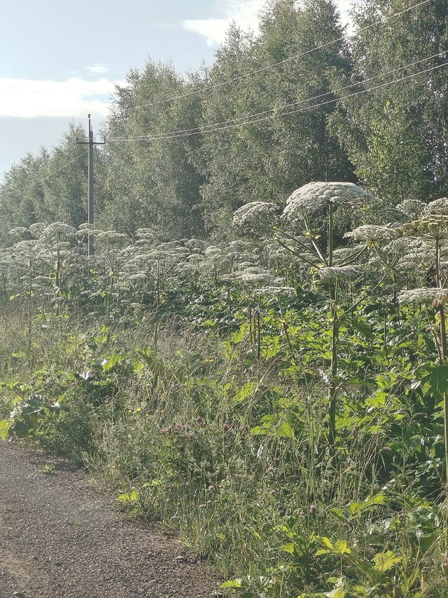 Что на этот раз администрация ответит? Борщевиком вся ?...
