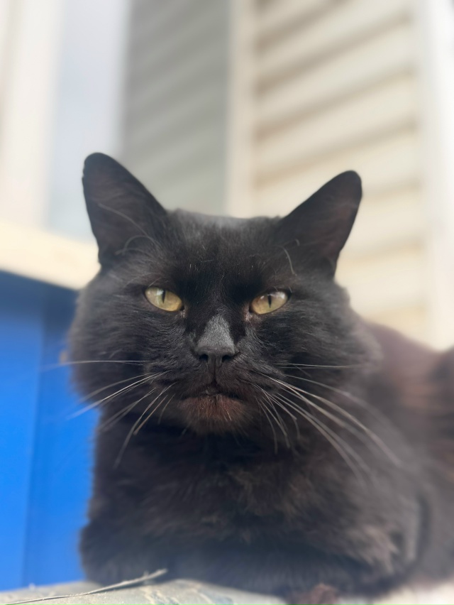 Пожалуйста помогите ?
Котик около железнодорожной а...