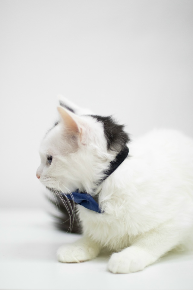 Молодой котик в поисках Дома
Беленького котика Прошу...