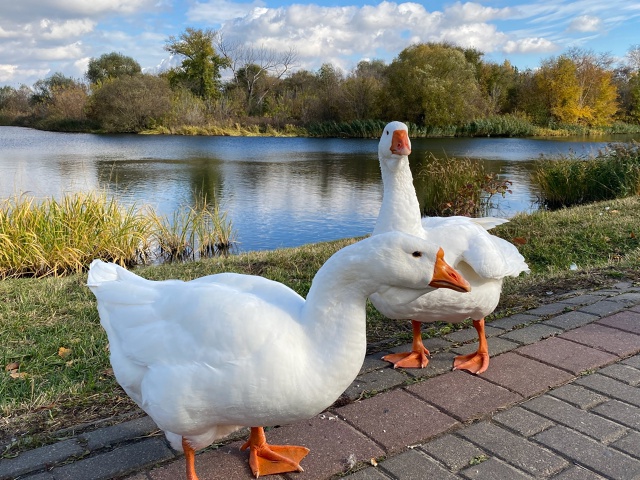 В Тамбове помогут перезимовать обитающим на набережно...