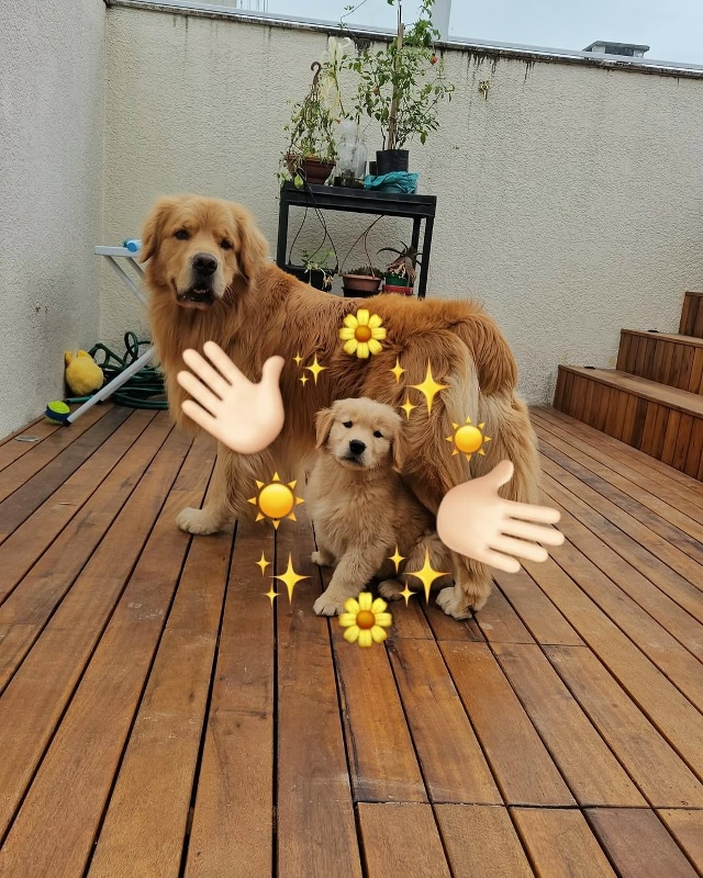 Приветики