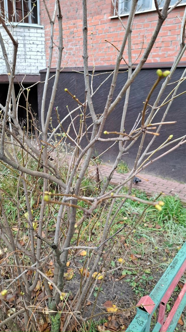 Почки... сейчас ноябрь 🤔
📸Виргиния