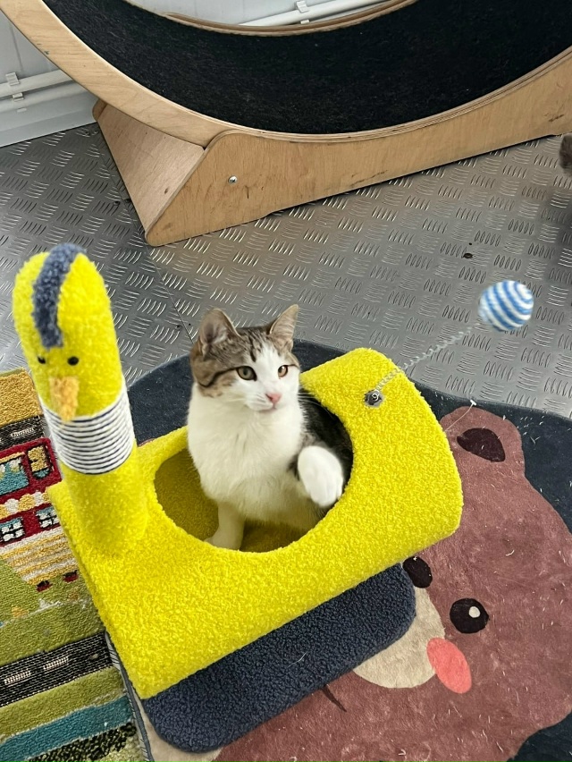 🥺Судьба курского приюта «Право жить» под угрозой — о?...