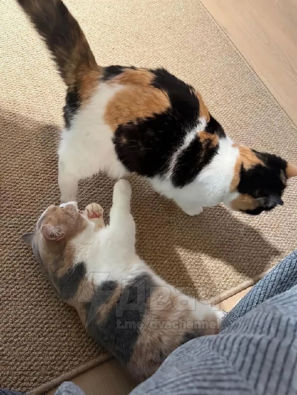 Кажется, в принтере начал заканчиваться тонер