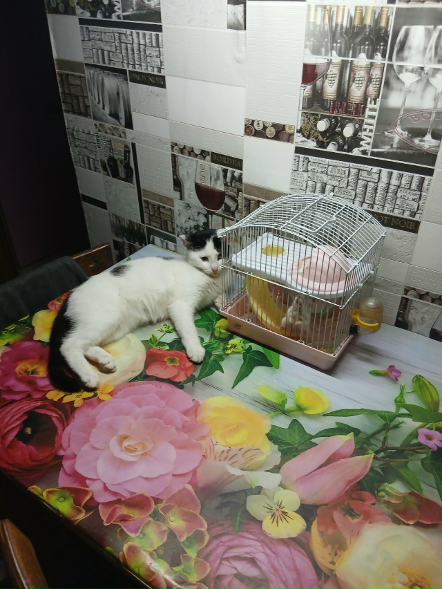 Вчера вечером пропал кот,за жд мостом,может быть видел ...