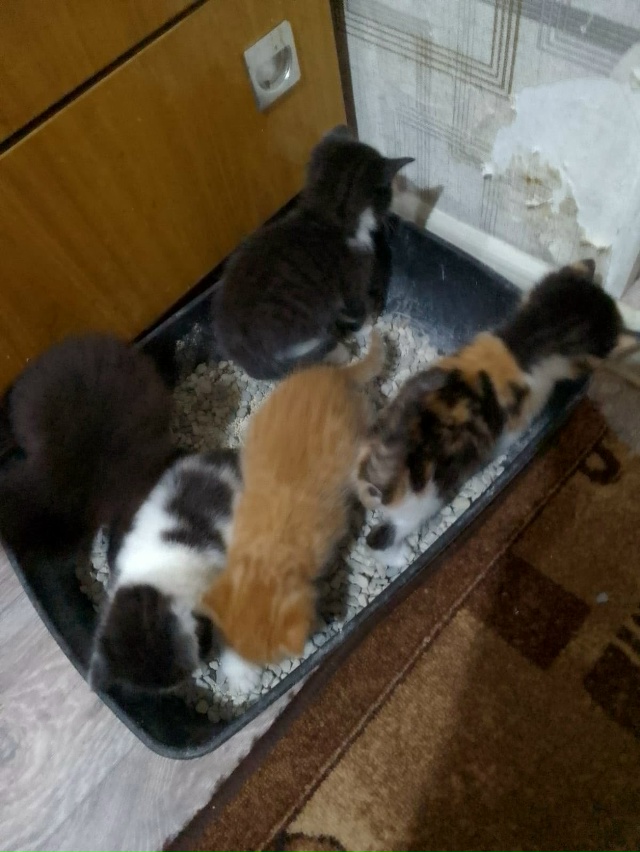 Отдадим в добрые руки пушистых комочков!! Кушают самос?...