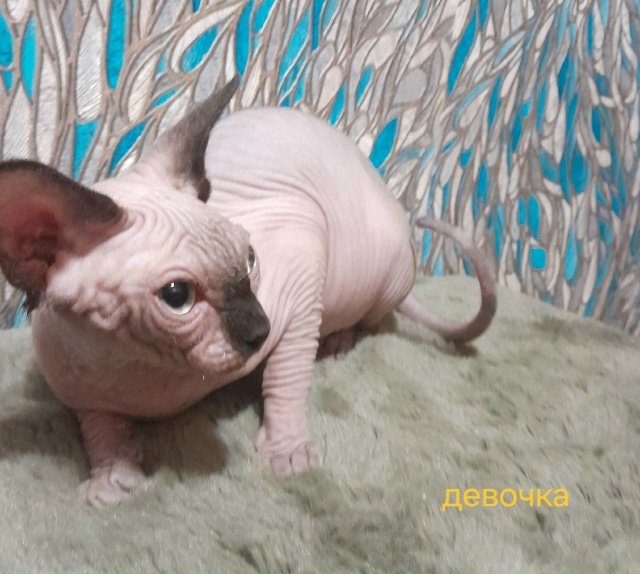 Девочка 6 месяцев.