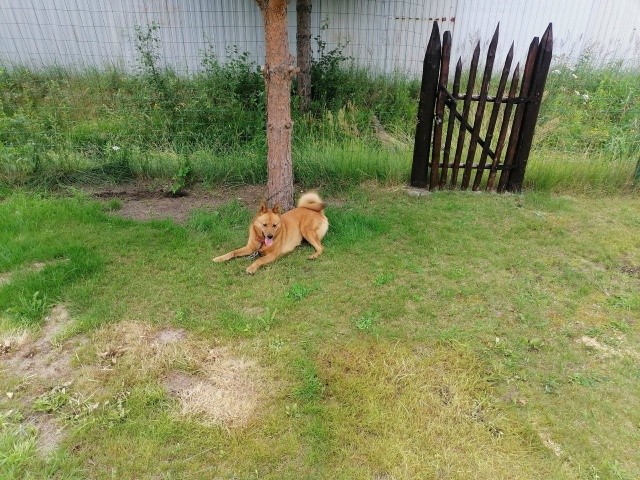 Здравствуйте. Пропала собака, карело-финская лайка, су?...