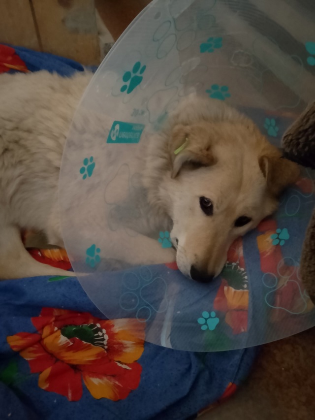 Шнырь нашёлся! Был отвезен в ветклинику, прооперирован...