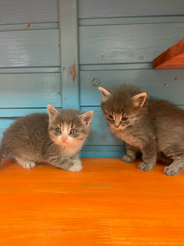 Отдаем котят в добрые руки, родились на улице. Возраст ?...