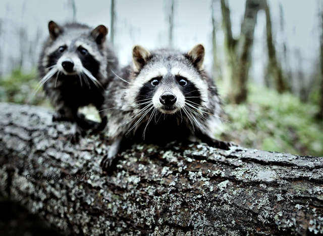 Новость из Подмосковного Сафари‑парка: сегодня тут ст...