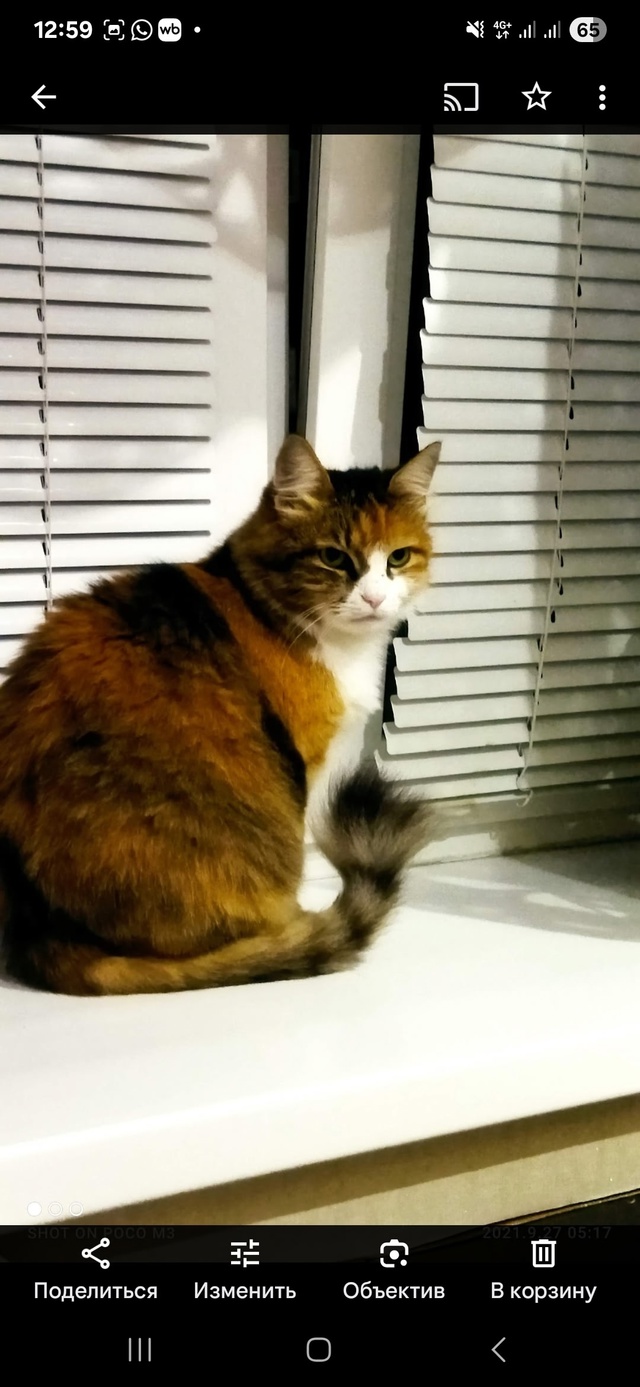 Добрый день, пропала кошка по кличке Муся,последний ра?...