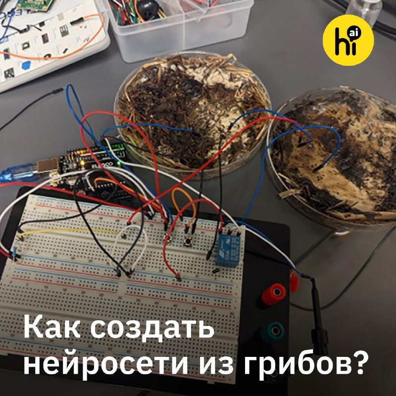 🍄 Ученые сделали «компьютер» на основе грибов
Исследователи из Университета штата Огайо превратили