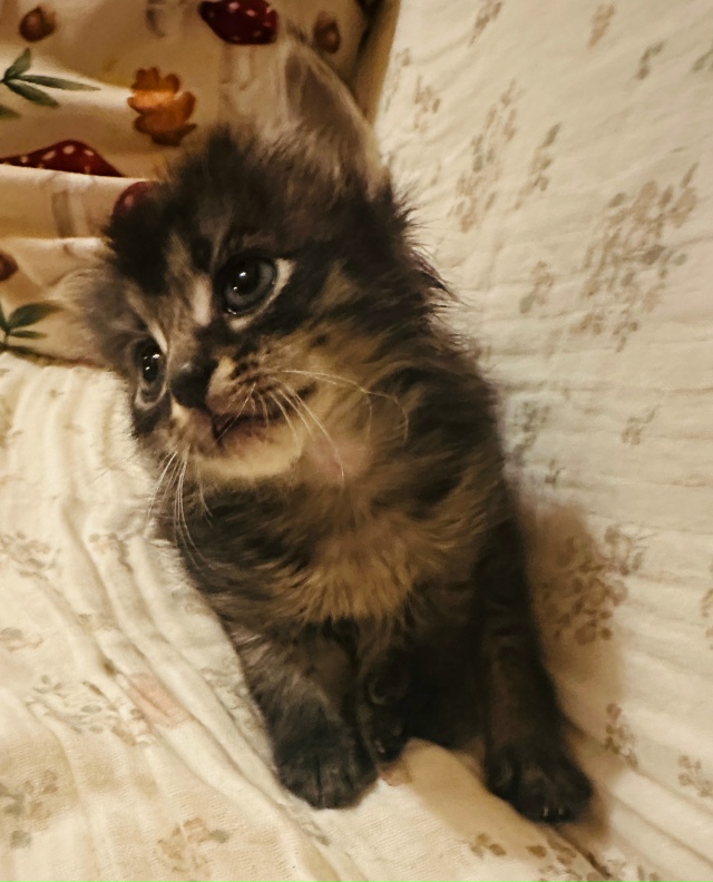 Маленький и чудесный котёнок ищет свои любящие руки. О?...