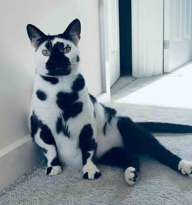 Кошечка Му с буренкиным окрасом🐄